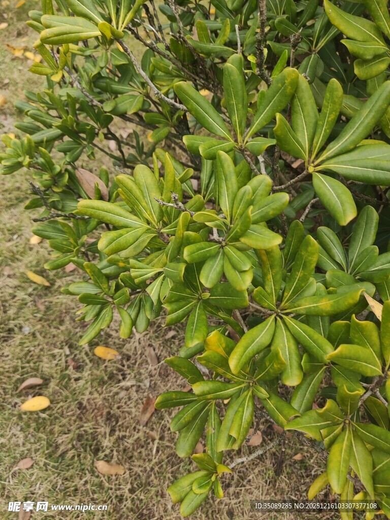 绿叶繁茂的灌木丛