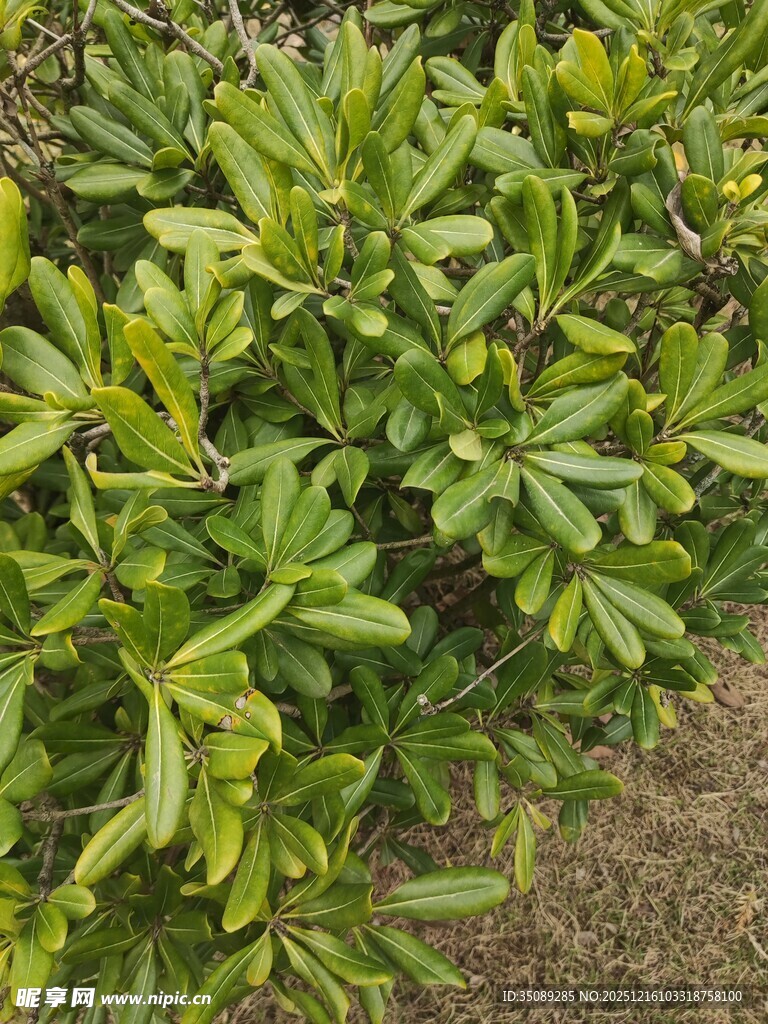 翠绿繁茂的绿植景观