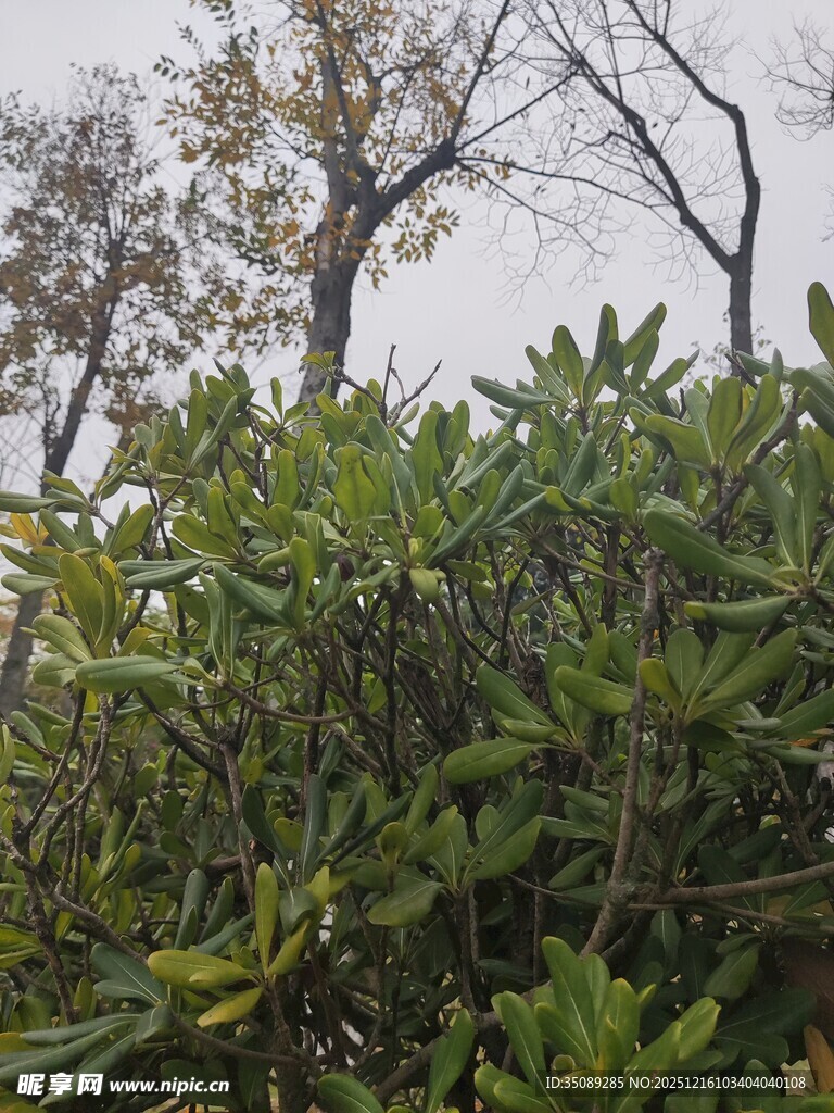 绿叶繁茂的灌木丛