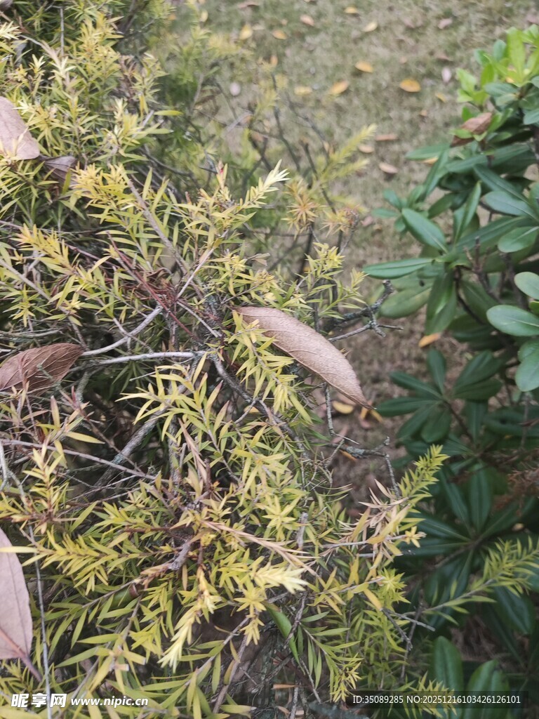 枝叶繁茂的绿植景观