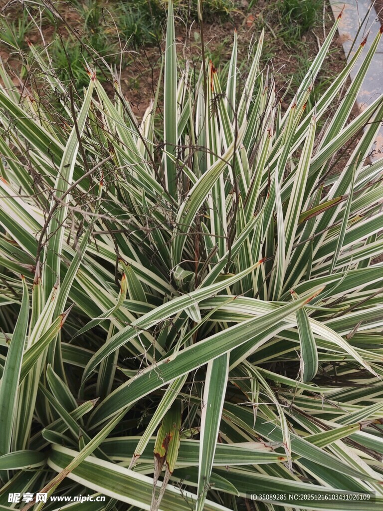 金边吊兰植物特写