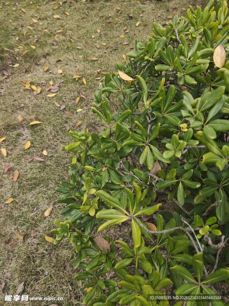 绿叶繁茂的地面植物景观