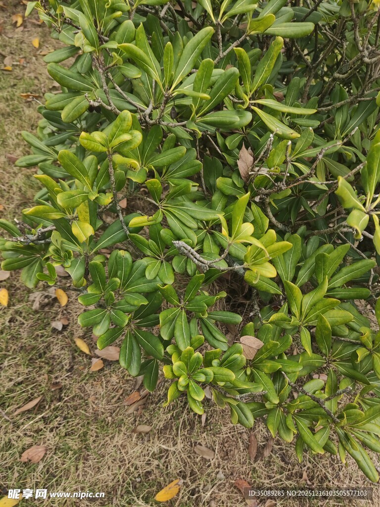 绿叶繁茂的低矮植物