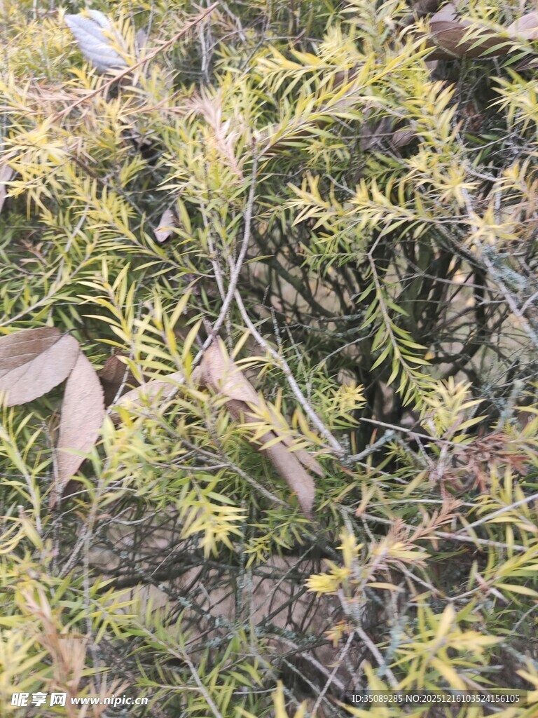 茂密绿植叶片错落有致