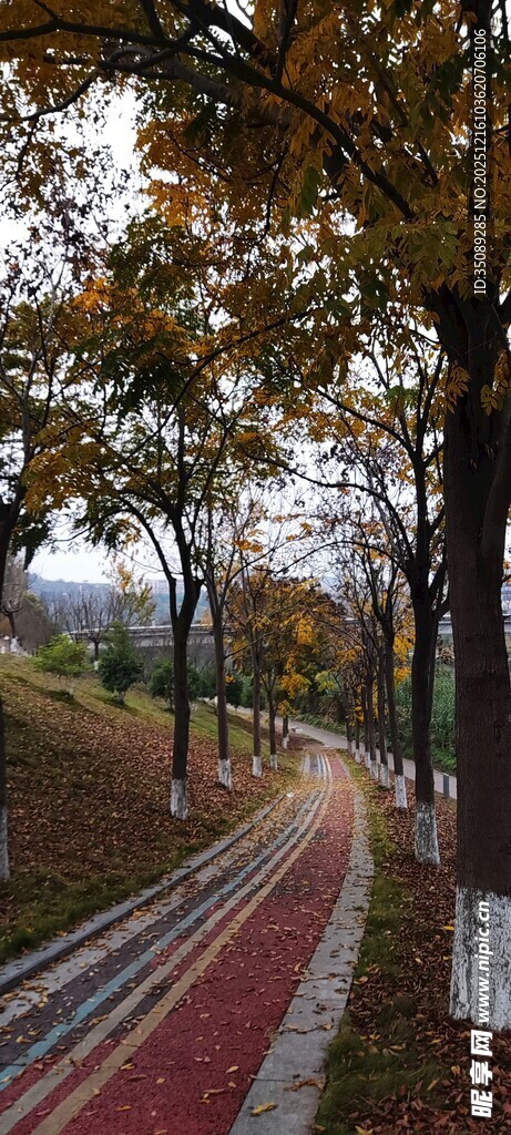 秋日林间彩色步道美景