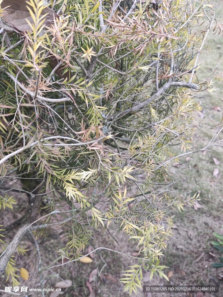 野外丛生带刺植物景观