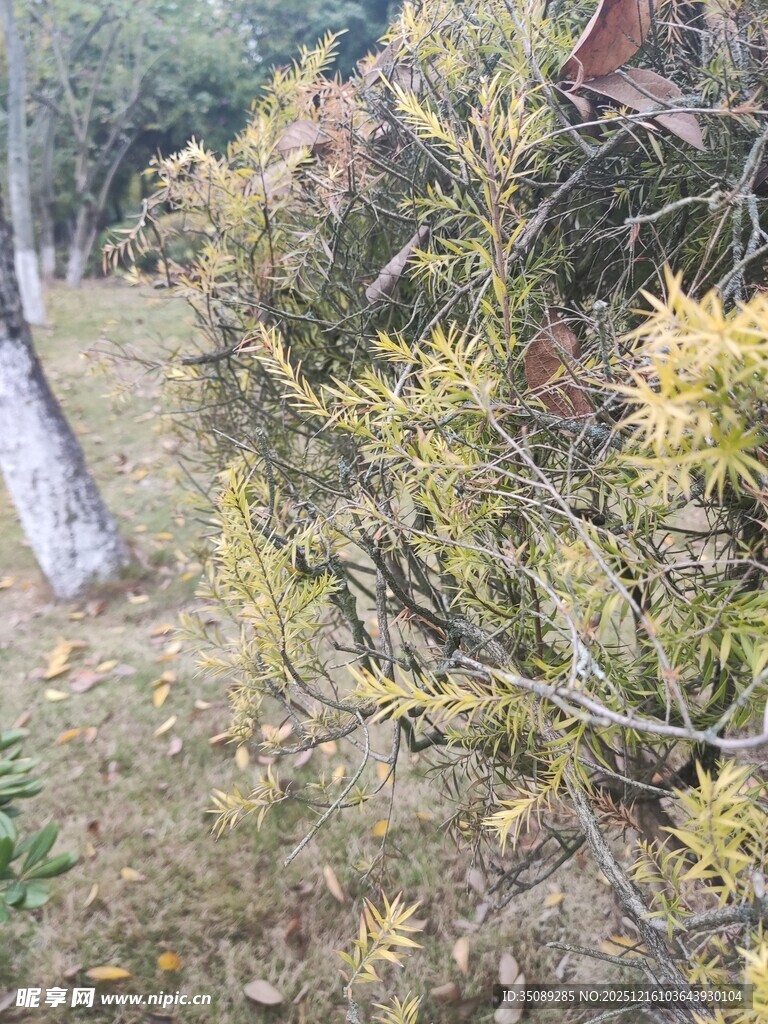 秋日林间植物景观