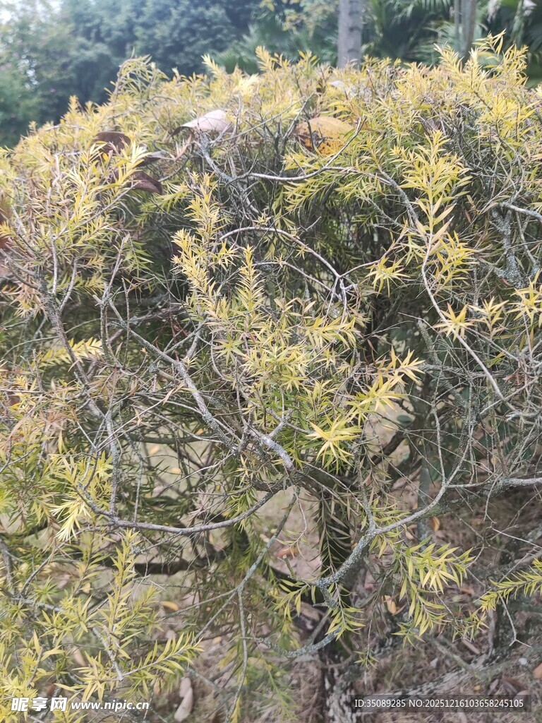 枝叶繁茂的灌木丛