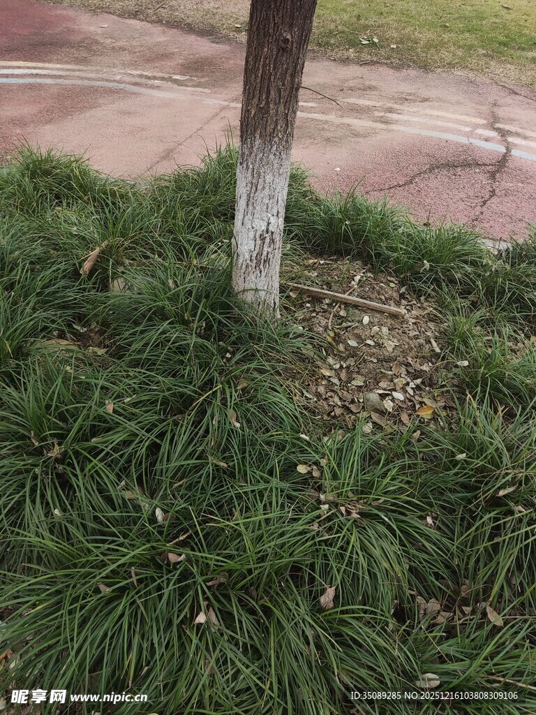 树干旁的翠绿草坪