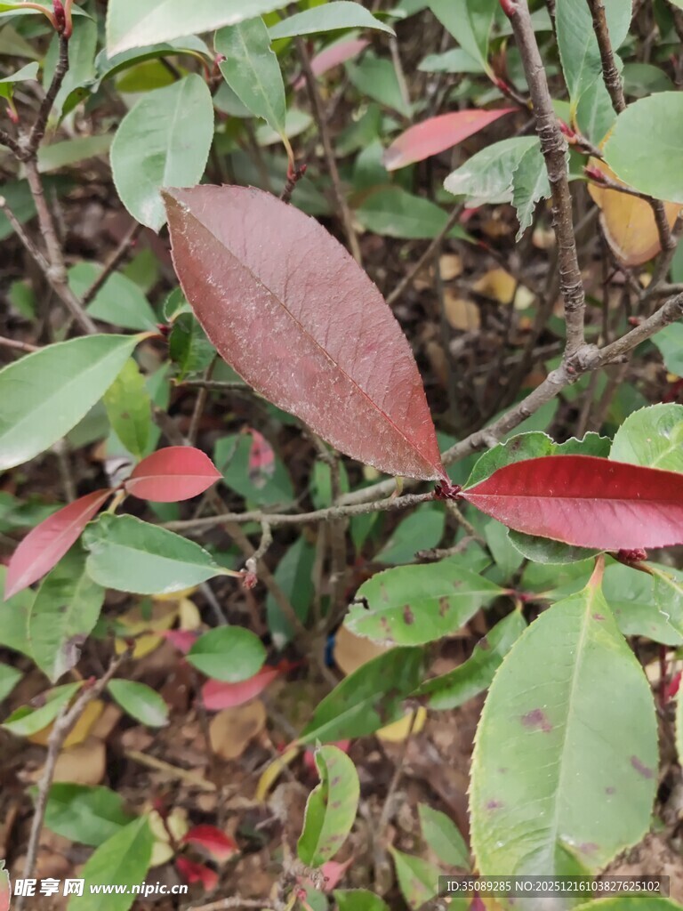 红叶绿叶交织的植物景观