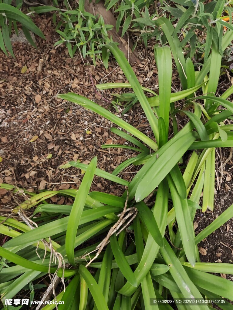 翠绿兰草植物特写