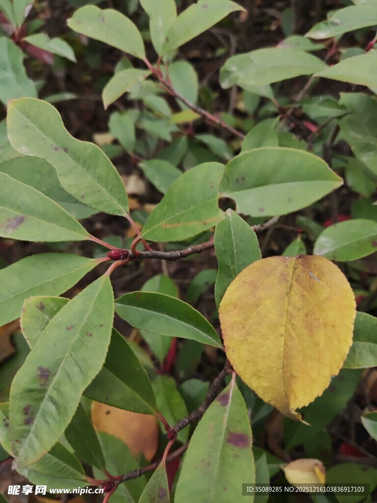 绿叶丛中的金黄独特叶片