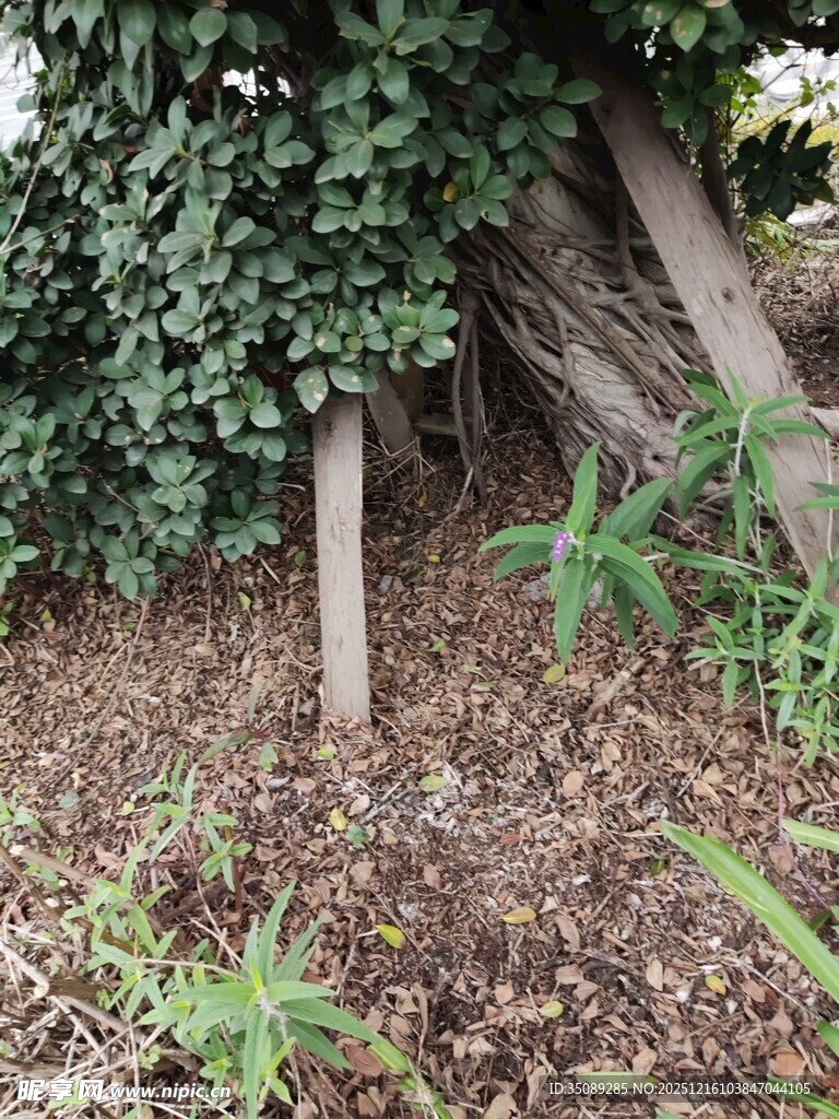 树根旁的绿植景象