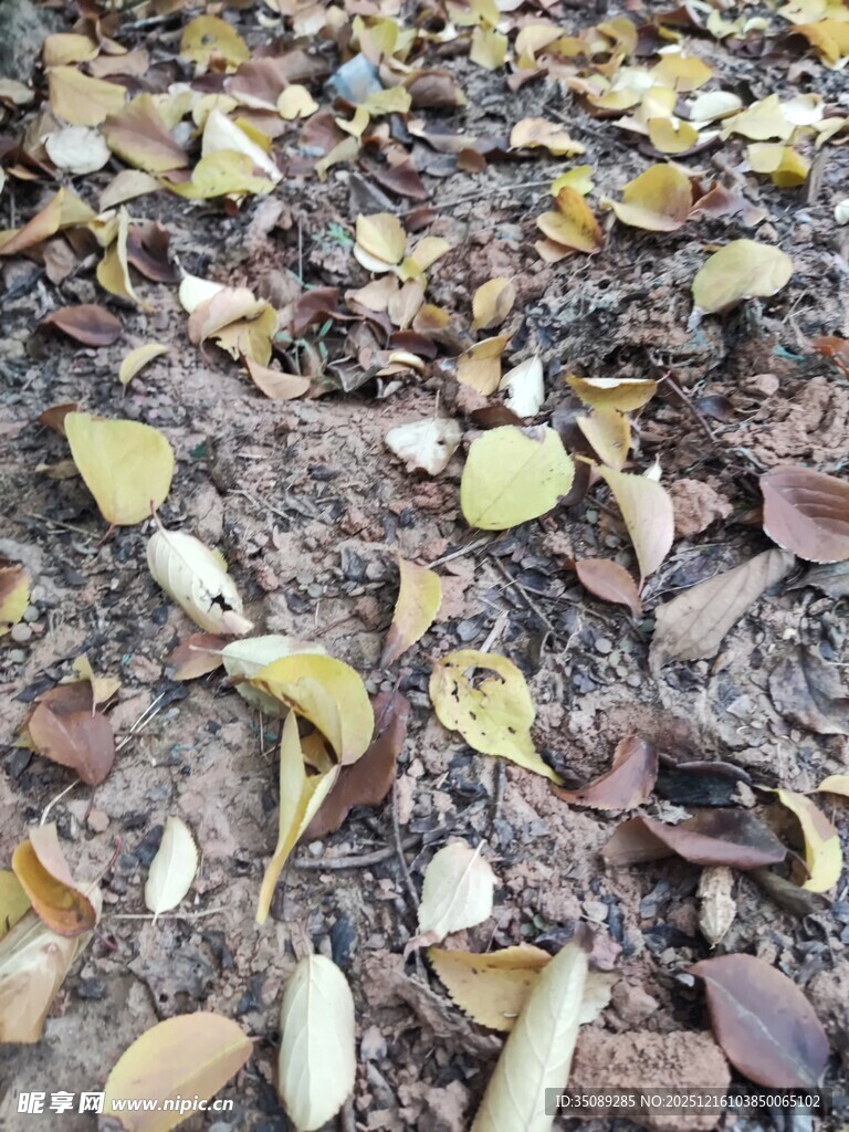 地面散落的枯黄树叶