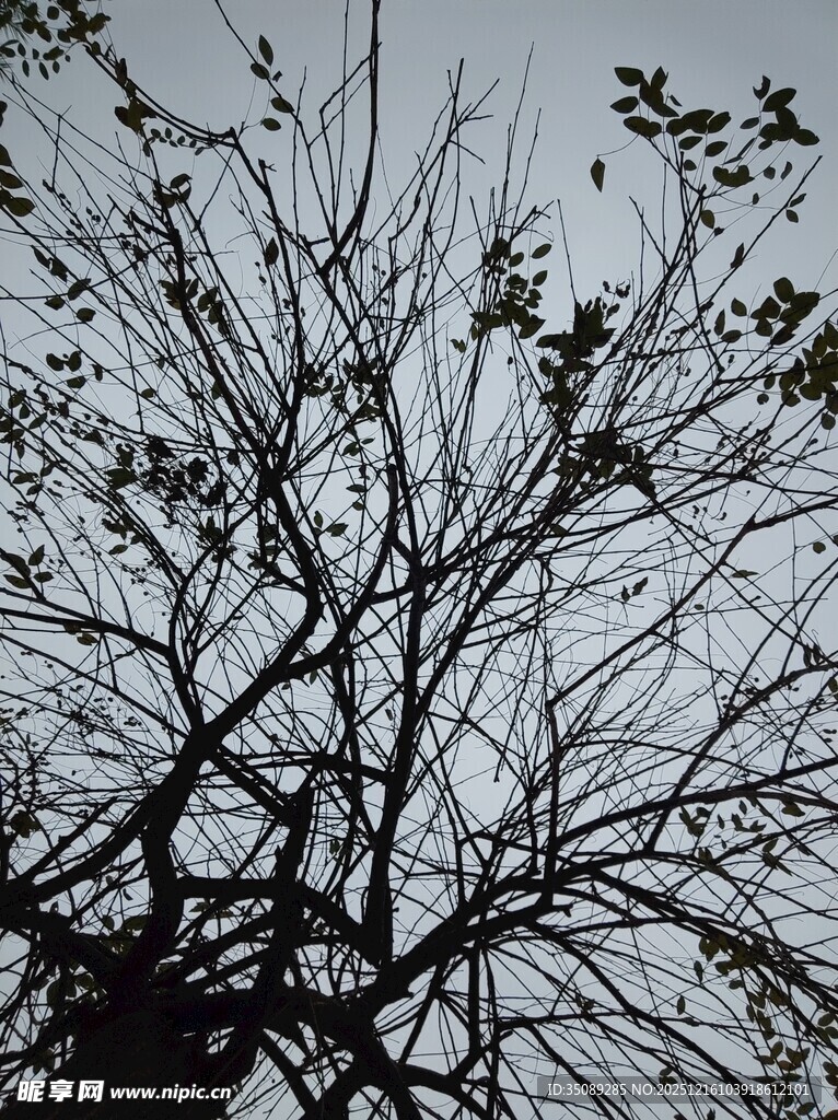 树枝剪影展现自然线条美