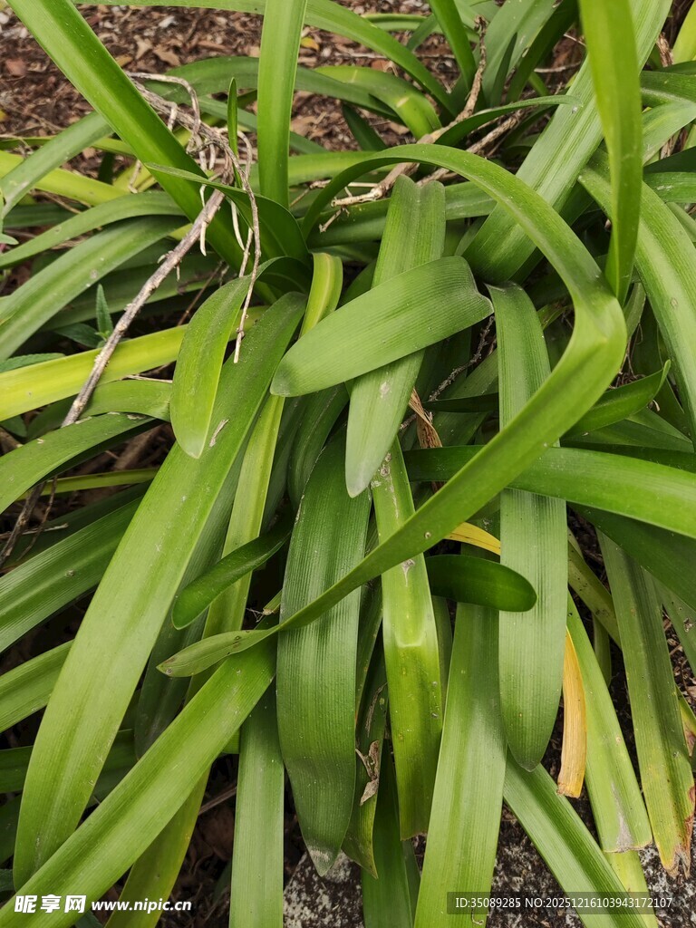 翠绿长条状叶片植物特写