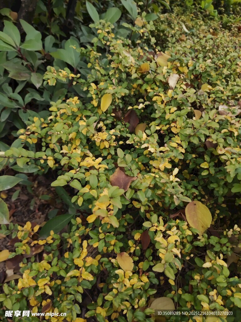 绿叶繁茂的植物景观