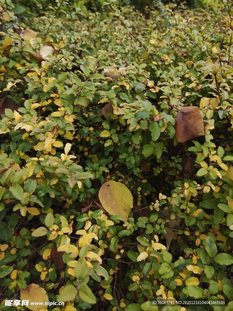 绿叶繁茂的植物景观