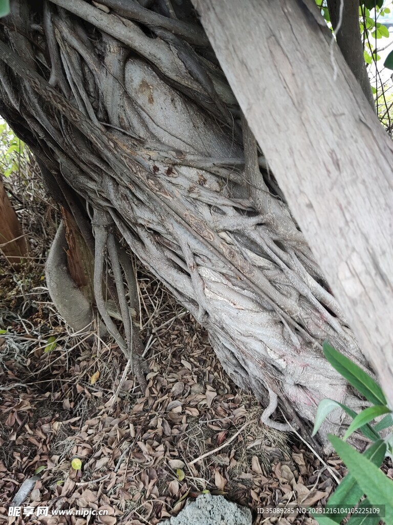 老树盘根的壮观根系