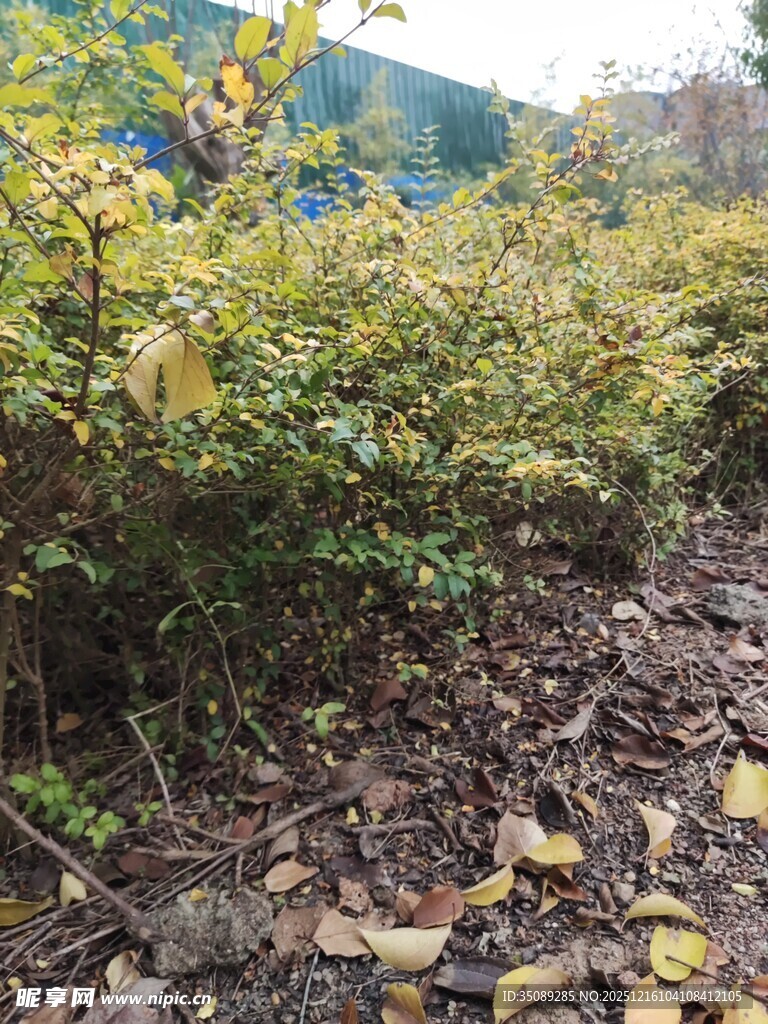 秋日山林灌木丛景观