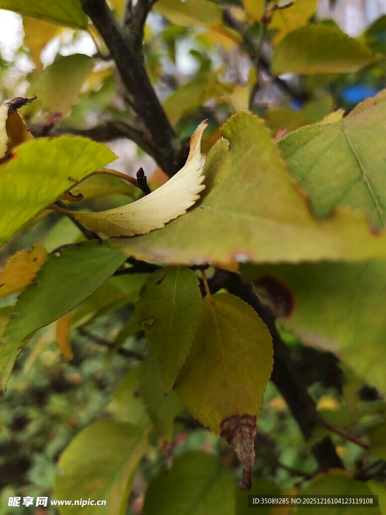 枝头枯叶与绿叶相映