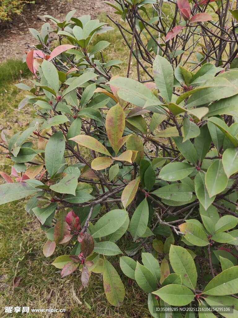 多彩叶片的绿植景观