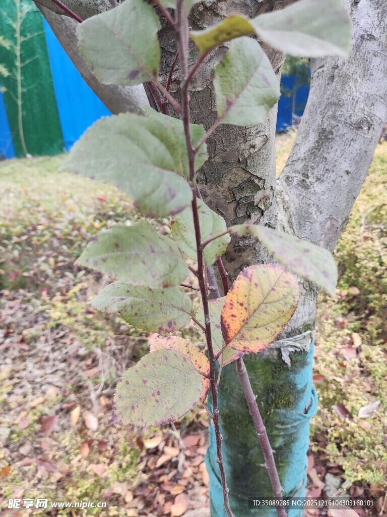 带斑点的植物叶片特写