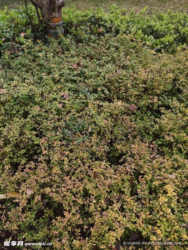 地面覆盖的绿色植物景观