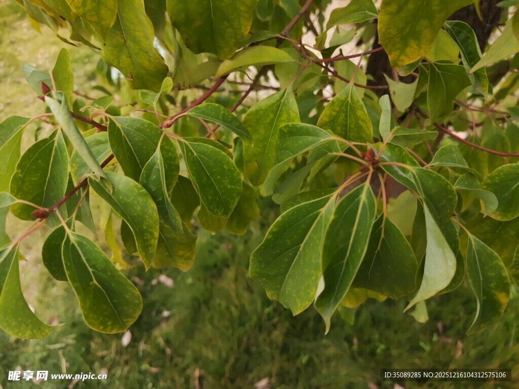 翠绿叶片生机盎然