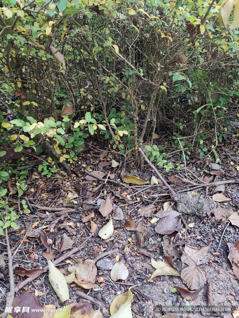 林间落叶与繁茂植被