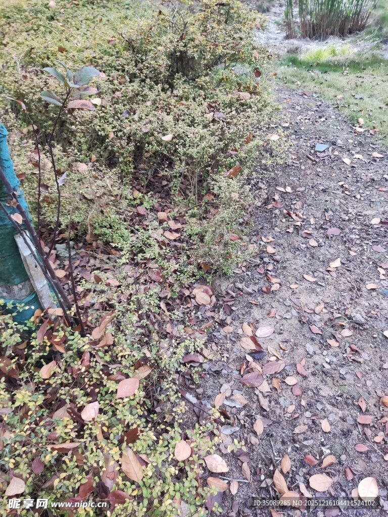 秋日小径旁的绿植与落叶