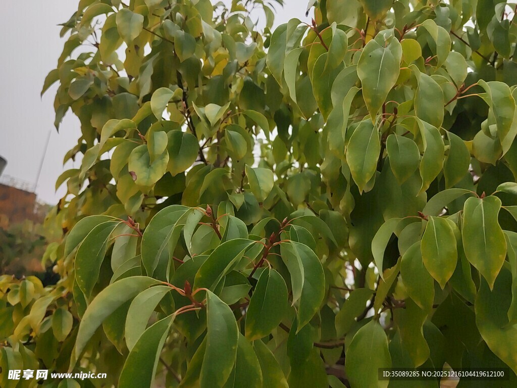 绿叶繁茂的树木