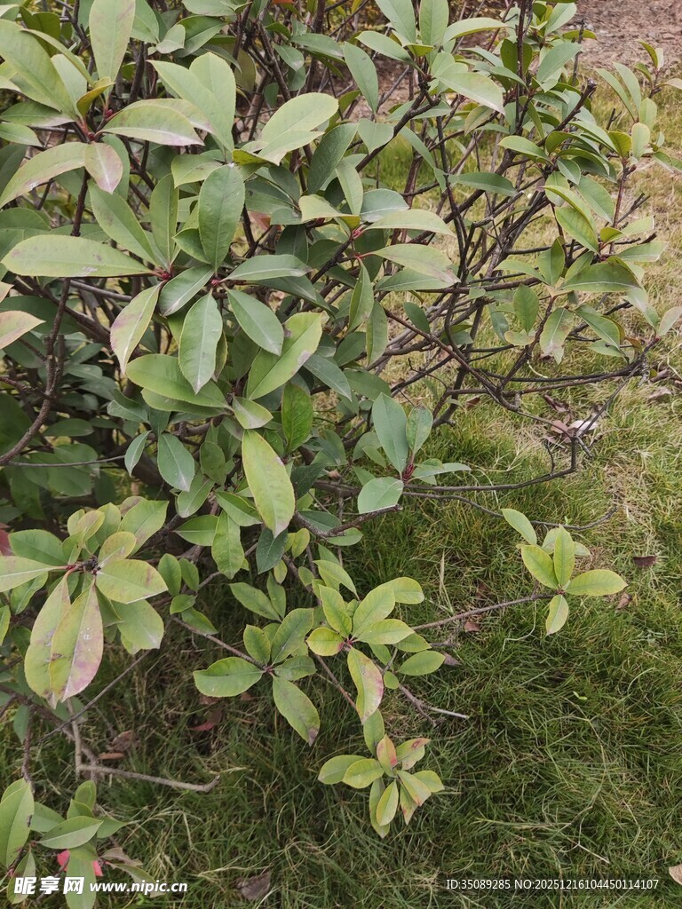 绿叶繁茂的植物景象