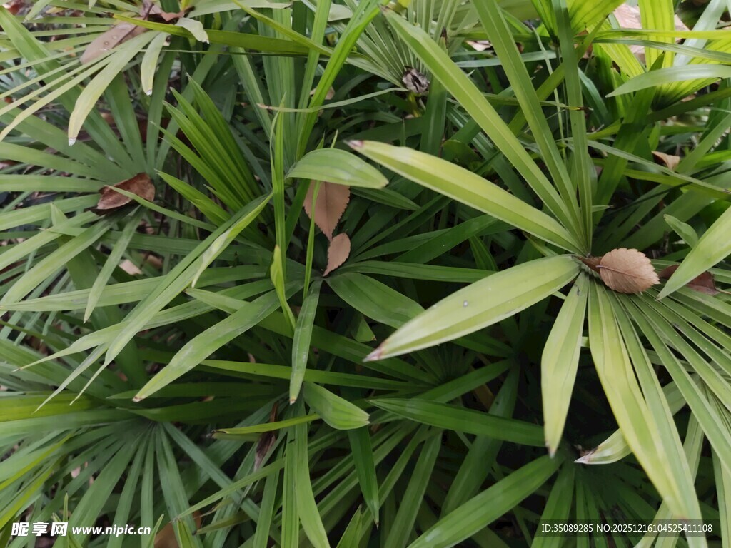 绿叶间的棕果植物景观