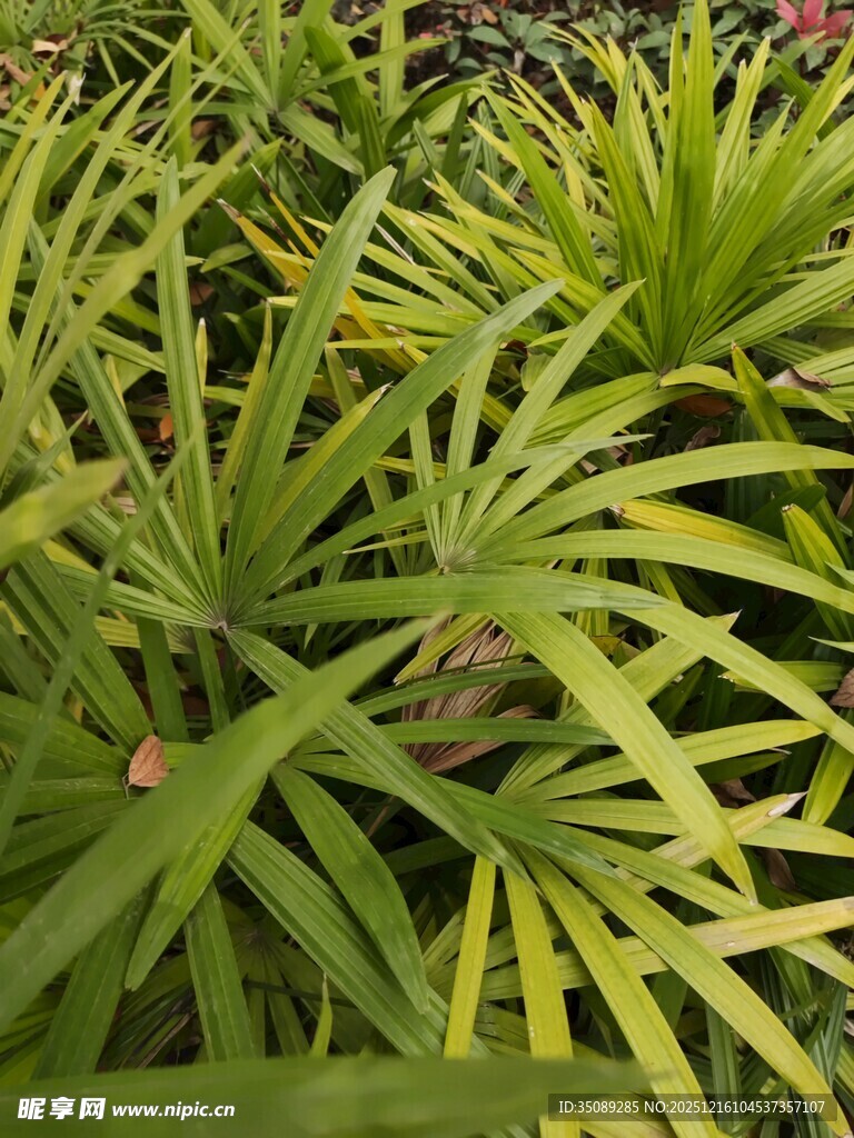 翠绿舒展的植物叶片