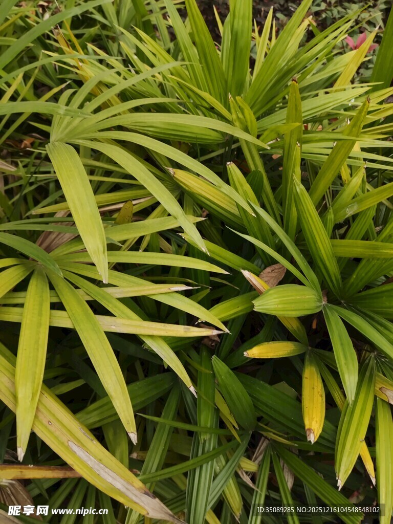 翠绿繁茂的热带植物叶片