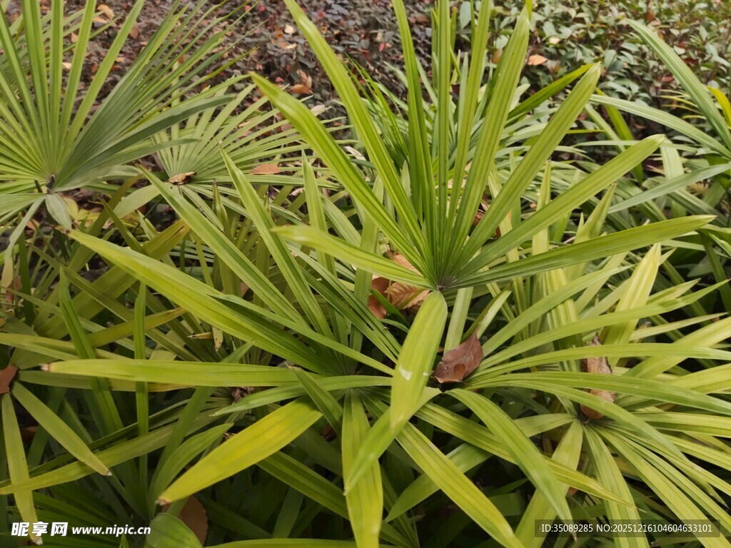 翠绿龙血树叶片特写