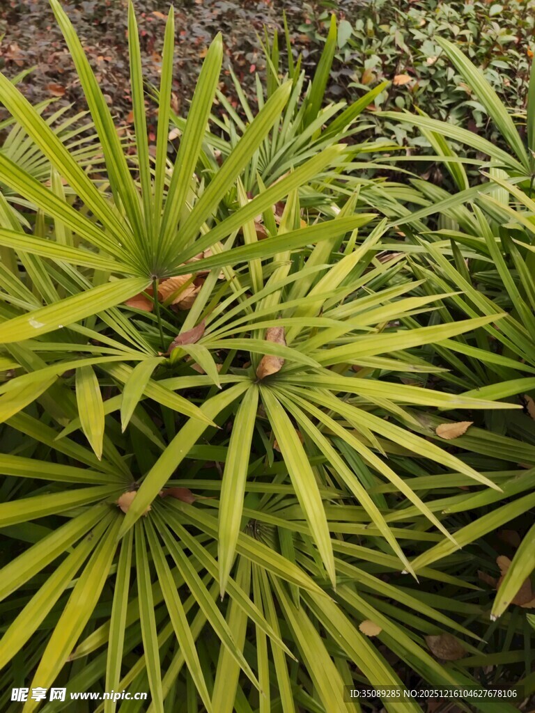 翠绿细长叶片的丛生植物