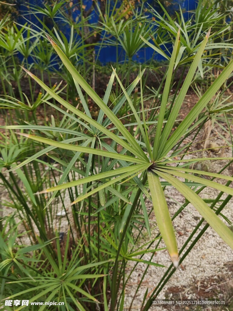 翠绿棕竹植物特写