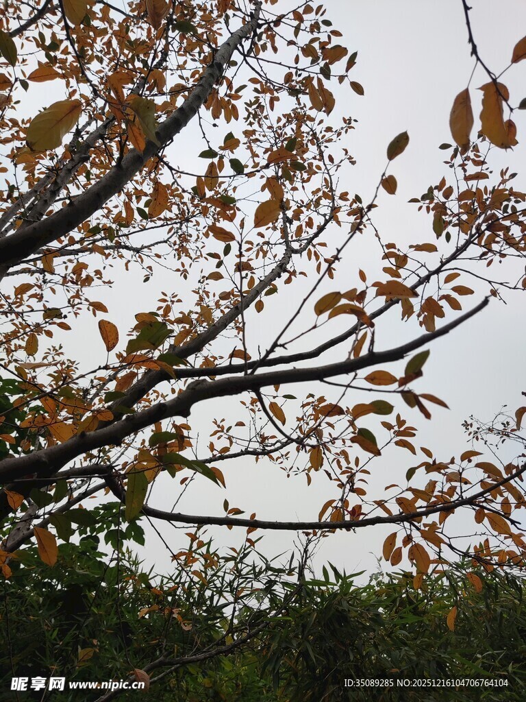 秋日枝头斑斓树叶景象