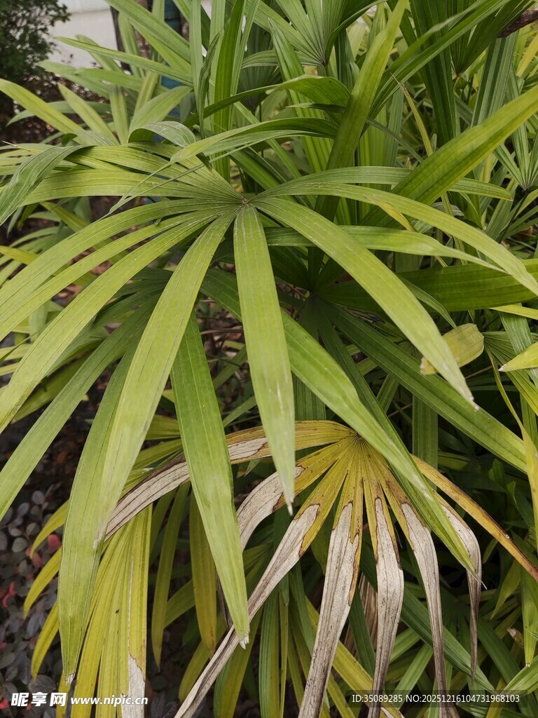 翠绿棕竹叶片特写