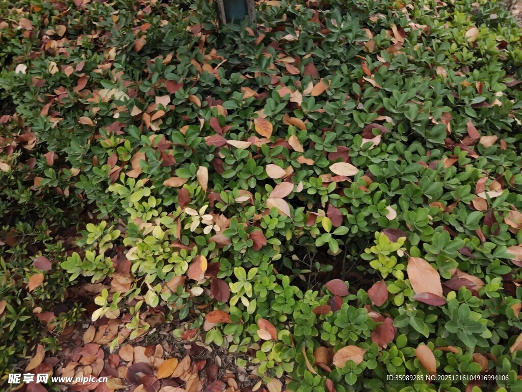 地面覆盖的绿色植物与落叶