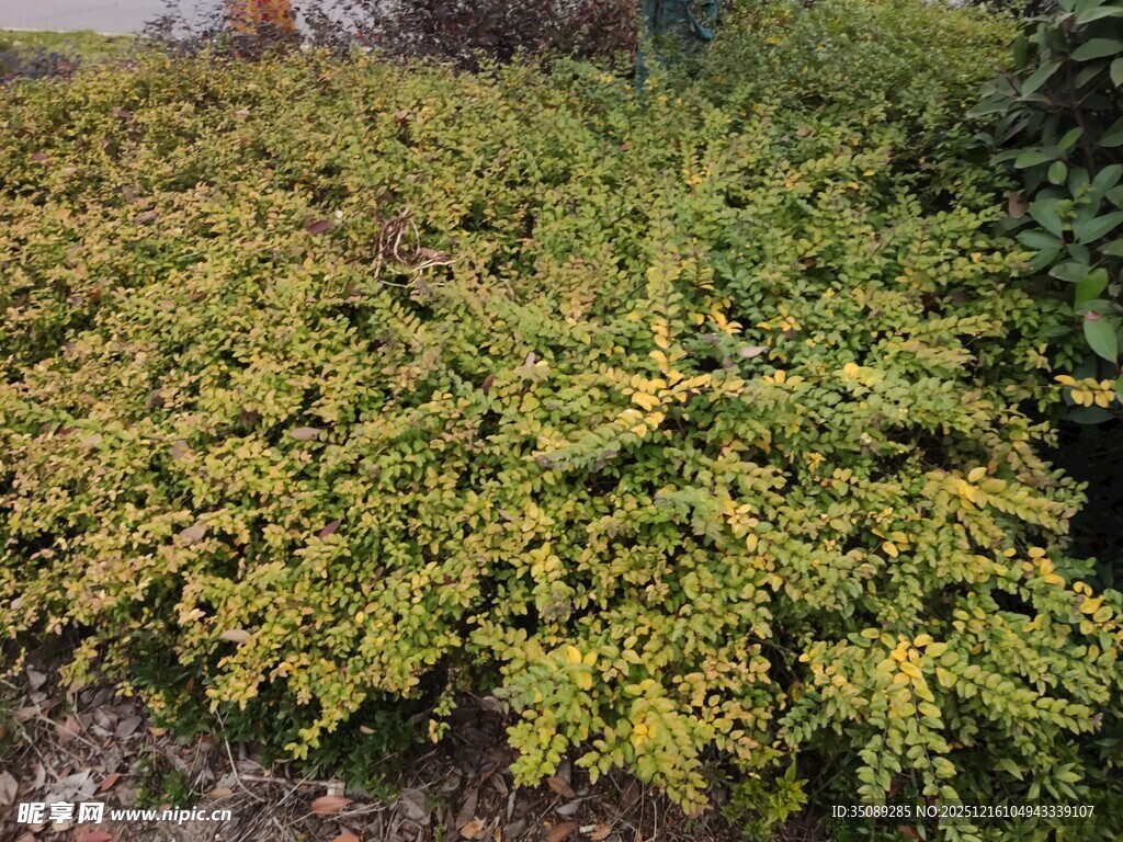 翠绿繁茂的低矮灌木丛