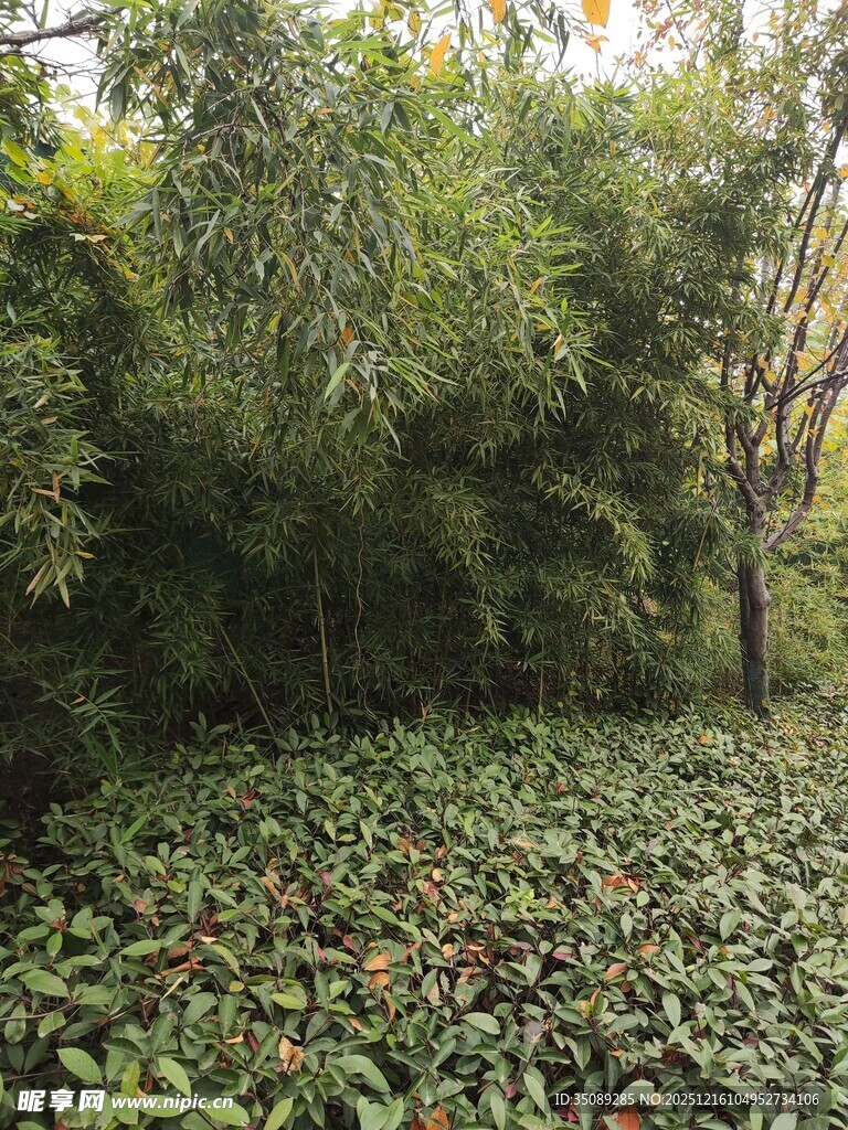 繁茂丛林中的绿植景观