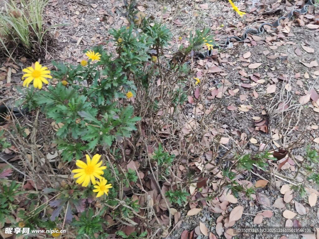 地上绽放的黄色小野花