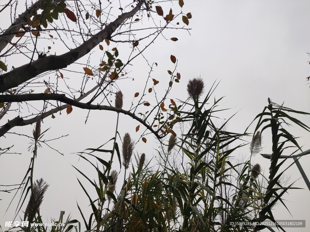 枝头植物与灰白天空景象