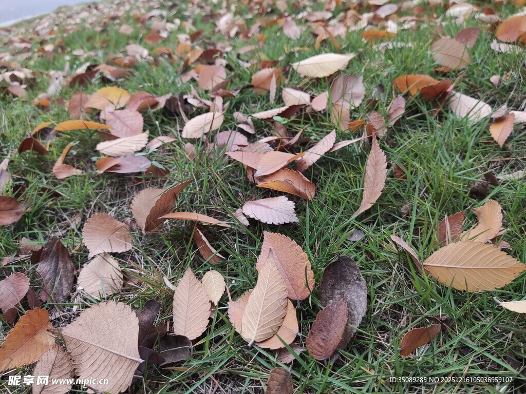 草地上的缤纷落叶