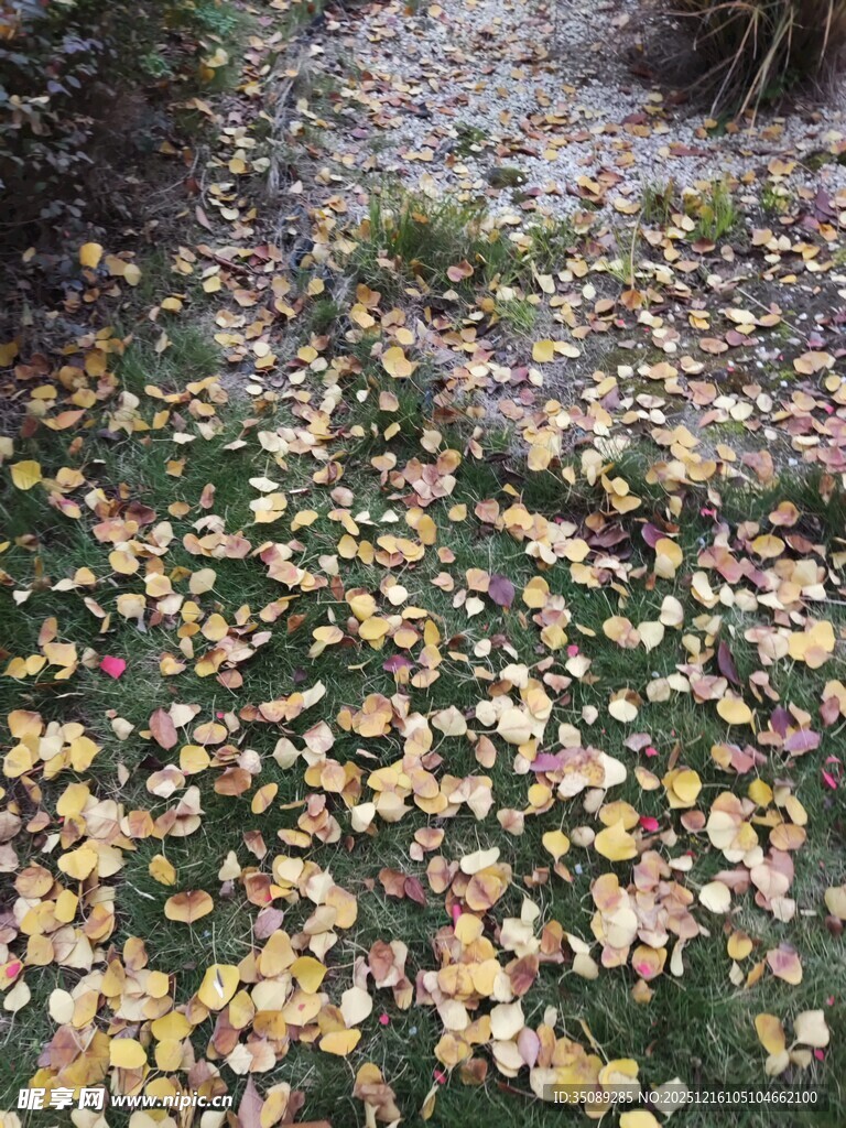 落叶铺地的静谧小径