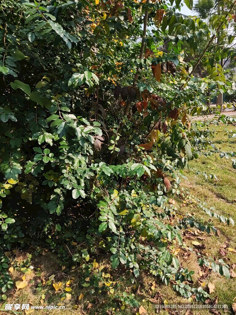 户外繁茂绿植景象