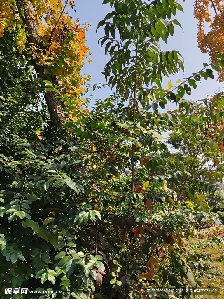秋日繁茂绿树景观